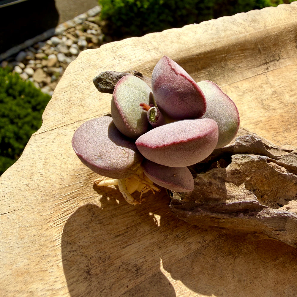 Adromischus Marianiae 'Hallii'