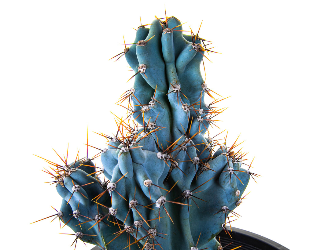 Curiosity Cactus