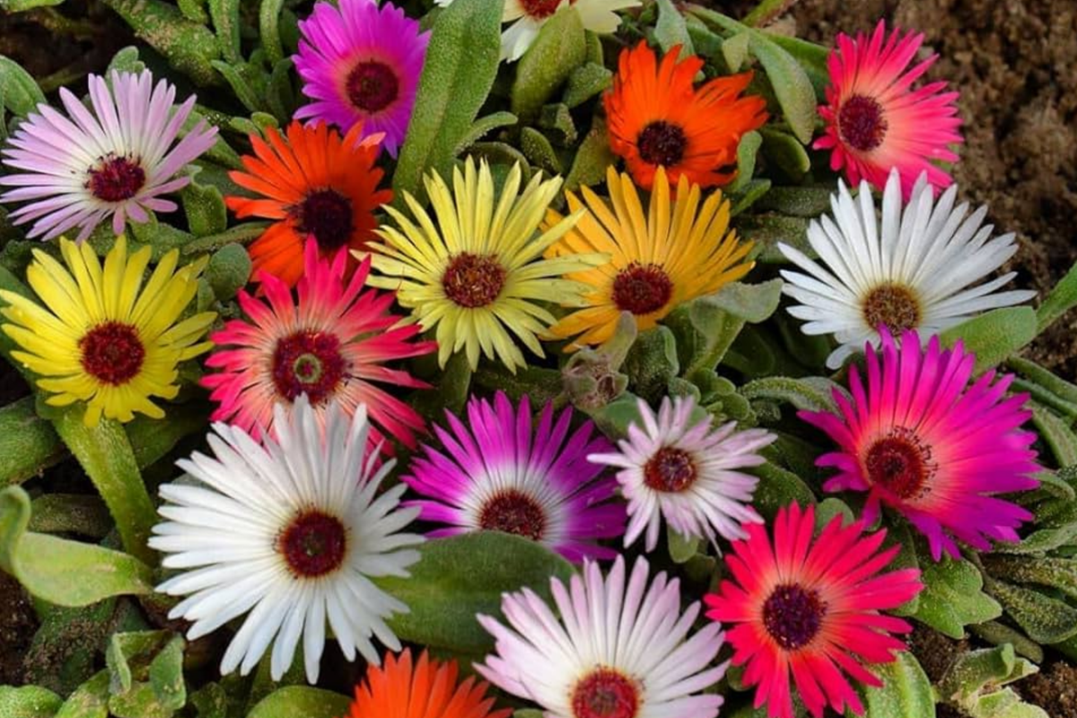 Ice Plant Seeds Mix - Livingstone Daisy Variety - Drought-Resistant Flower Seeds for Gardens & Containers - Delosperma spp.