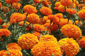 CrackerJack Marigold Seeds | Heirloom Tagetes erecta Vibrant Mix | Garden Flower Seeds for Borders & Containers