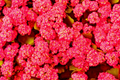 Red Alyssum Seeds - Carpet Flower for Garden Planting - Lobularia maritima - Fragrant, Pollinator-Attracting, Ground Cover Seeds