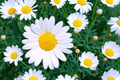 Shasta Daisy Seeds | Heirloom Non-GMO Flower Seeds | Leucanthemum × superbum | White Blooms for Gardens & Cut Flowers