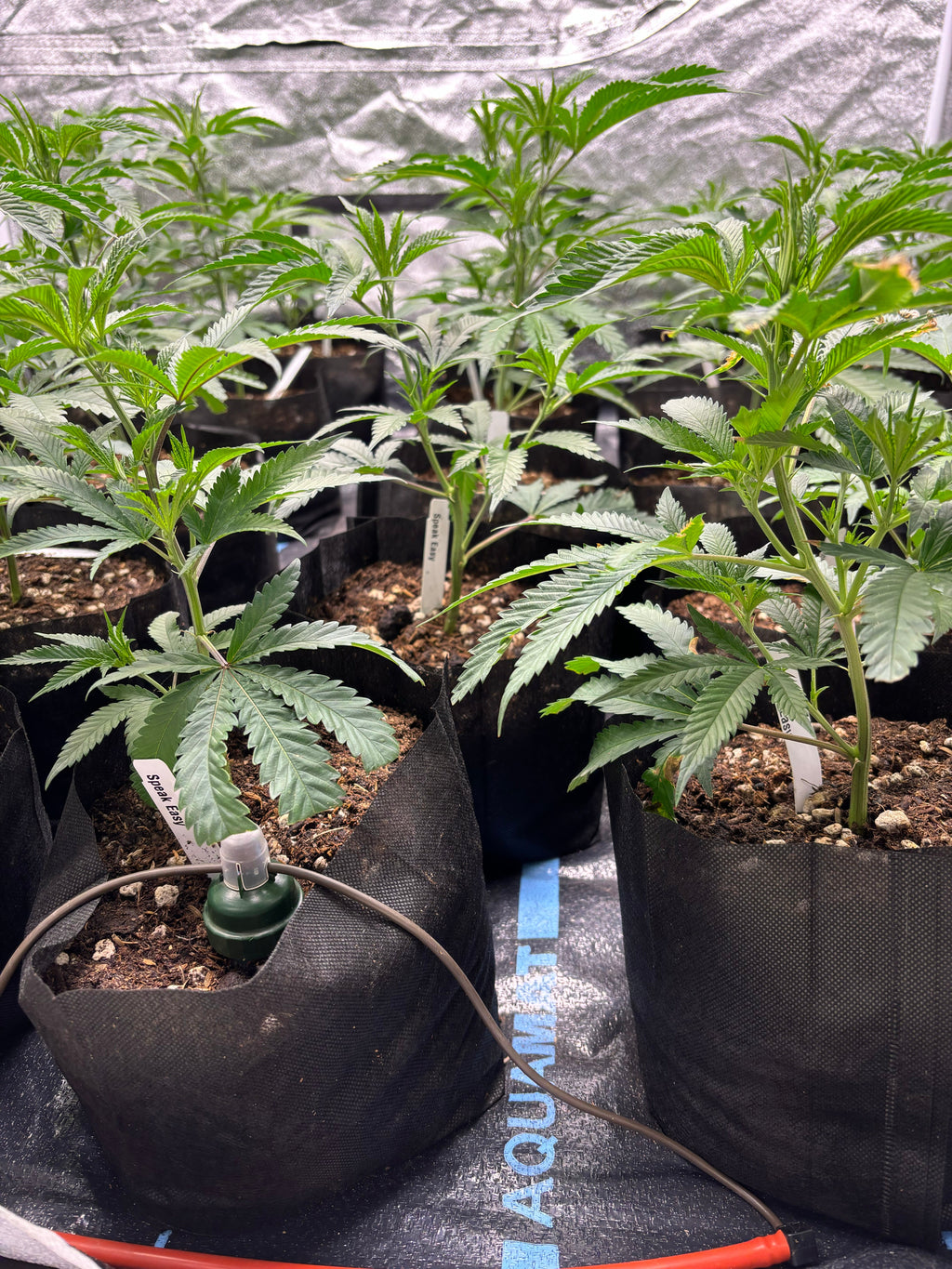 AquaMat Capillary Irrigation Mat Systems