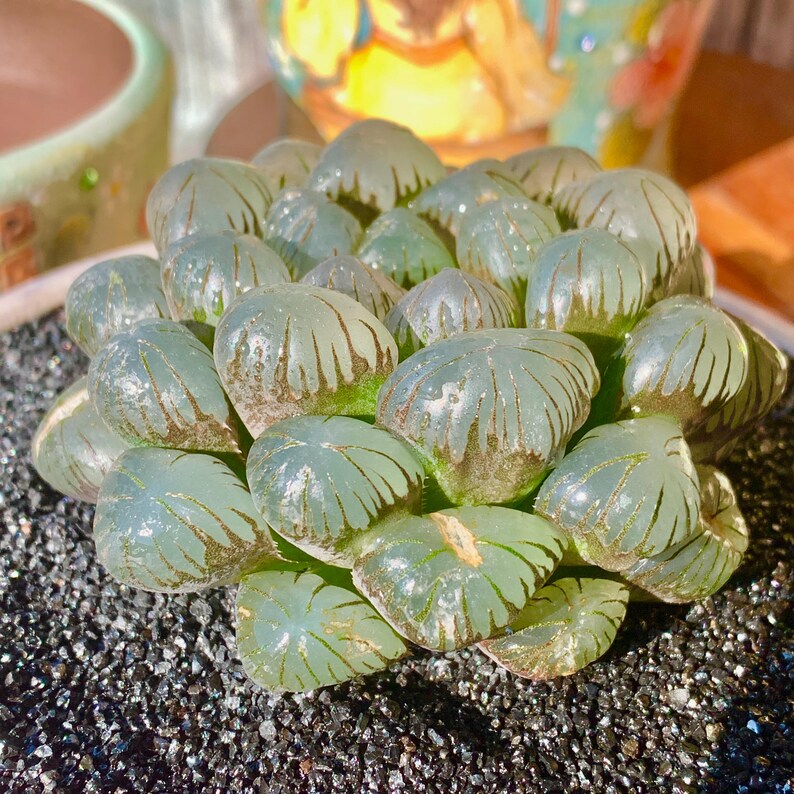 [Mother's Day Gift] Unique Ice-covered Texture Fleshy Plant - Haworthia Cooperi 'Ice Lantern' - Glassy Texture Leaves Live Window Plant