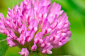Medium Red Clover Seeds - Non-GMO Heirloom Cover Crop - Inoculated Trifolium pratense for Soil Improvement