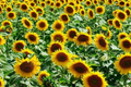 Giant Sunflower Seeds Pack – Heirloom Non-GMO Helianthus annuus for Tall, Vibrant Garden Blooms