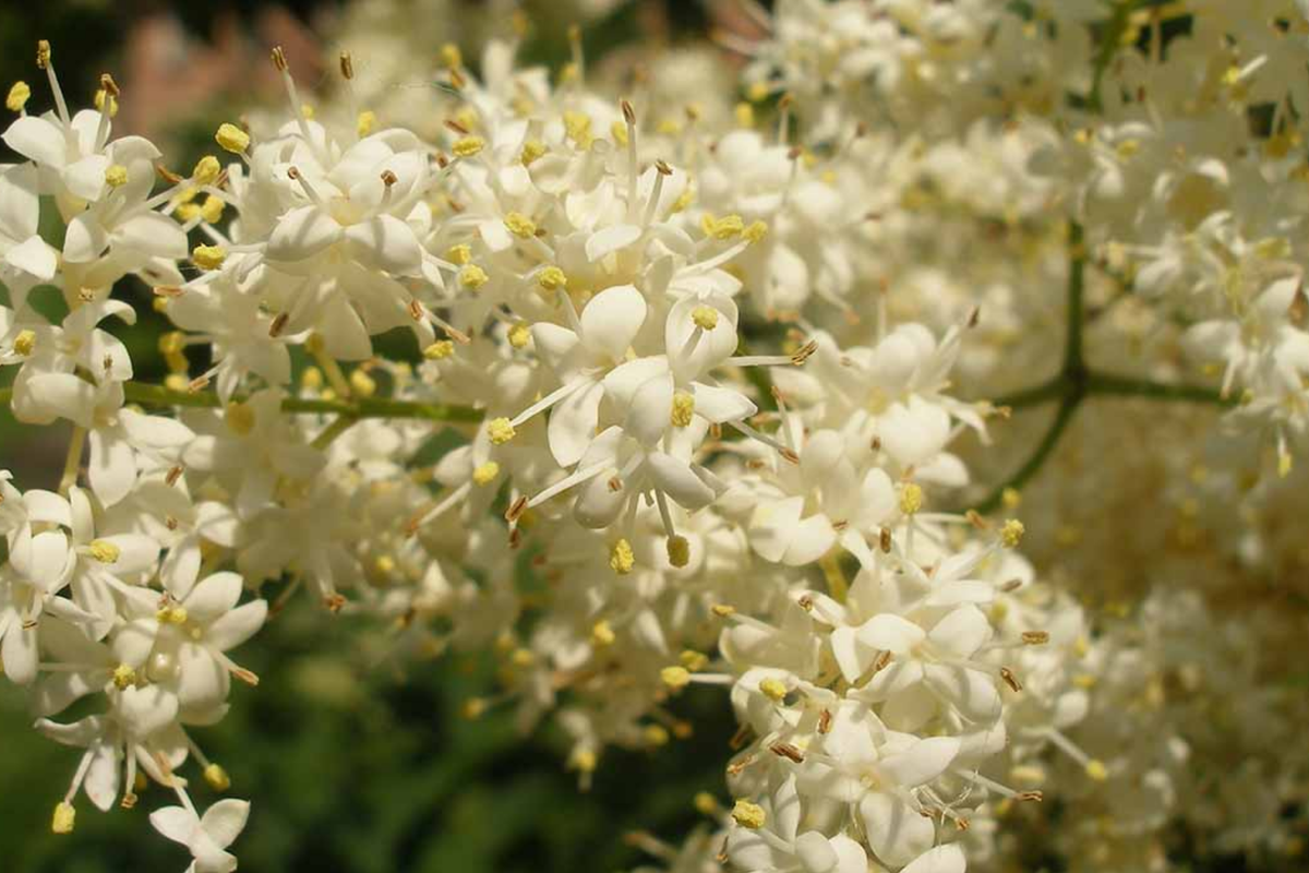 Japanese White Lilac Tree Seeds - Deciduous Flowering Plant for Borders, Hummingbirds & Butterflies - Syringa reticulata