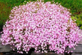 Baby's Breath Seeds Gypsophila elegans Non-GMO for Gardens & Bouquets, 300-6,000 Seeds