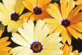 African Daisy Seeds - Heirloom Non-GMO Flower Seeds - Arctotis spp. - Bright Blooming, Easy Grow, Attracts Pollinators