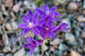 Penstemon Seeds, Compact Blue Flowering Plant, Humilis Variety, Perennial Garden Seeds for Borders and Rock Gardens
