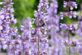 Catmint Seeds, White Variety, Non-GMO, Nepeta cataria, Perennial, Flowering, Pollinator Attractant