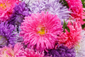 California Aster Seeds | Non-GMO Giants of California Variety | Purple & Blue Flowers | Aster chilensis Seed Packet