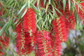 Weeping Bottlebrush Seeds - 100 Pack Callistemon viminalis - Fast Growing Flowering Tree