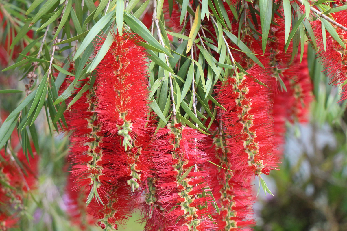 Weeping Bottlebrush Seeds - 100 Pack Callistemon viminalis - Fast Growing Flowering Tree