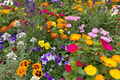 Assorted Flower Seeds Pack - Non-GMO Variety - Ferry Morse - 182 Seeds for Garden, Landscape, Pollinator Attracting
