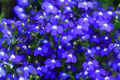 Magic Blue Creeping Thyme Seeds - 20,000 Heirloom Ground Cover Seeds - Thymus serpyllum, Drought-Resistant, Pollinator-Friendly