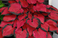 Hosta Seeds for Planting - 200+ Perennial Shade-Tolerant Seeds for Garden, Attracts Pollinators, Hosta spp.
