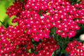 Red Yarrow Seeds 500-10,000 Non-GMO Achillea millefolium Perennial Wildflower Garden Plant