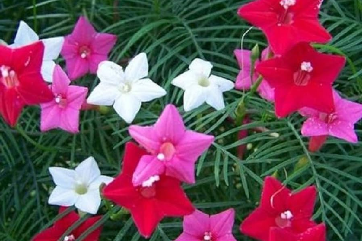 Star Glory Seeds - 100 Cardinal Creeper Vine Seeds for Butterflies & Hummingbirds - Ipomoea quamoclit Climbing Vine