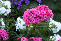 Brilliant Phlox Seeds | Flower Seeds for Borders & Cut Flowers | Vibrant Colors | Phlox paniculata | Free Shipping