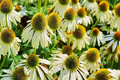 White Swan Coneflower Seeds | Non-GMO Echinacea purpurea with White Blooms | 25-400 Seeds for Gardens