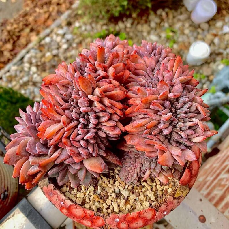 Boutique Rare Succulents/Echeveria Orange Monroe Crested /What You See is What You Get /Bare Root Without Soil Pot/Plants Gifts