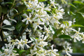 Mixed Star Jasmine Flower Seeds - Fragrant Climbing Jasmine Trachelospermum jasminoides, 200 Seeds