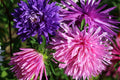 Ostrich Feather Aster Seeds | Colorful Blooms | Aster amellus Flower Seeds | Full Sun, Easy to Grow, Butterfly Attracting