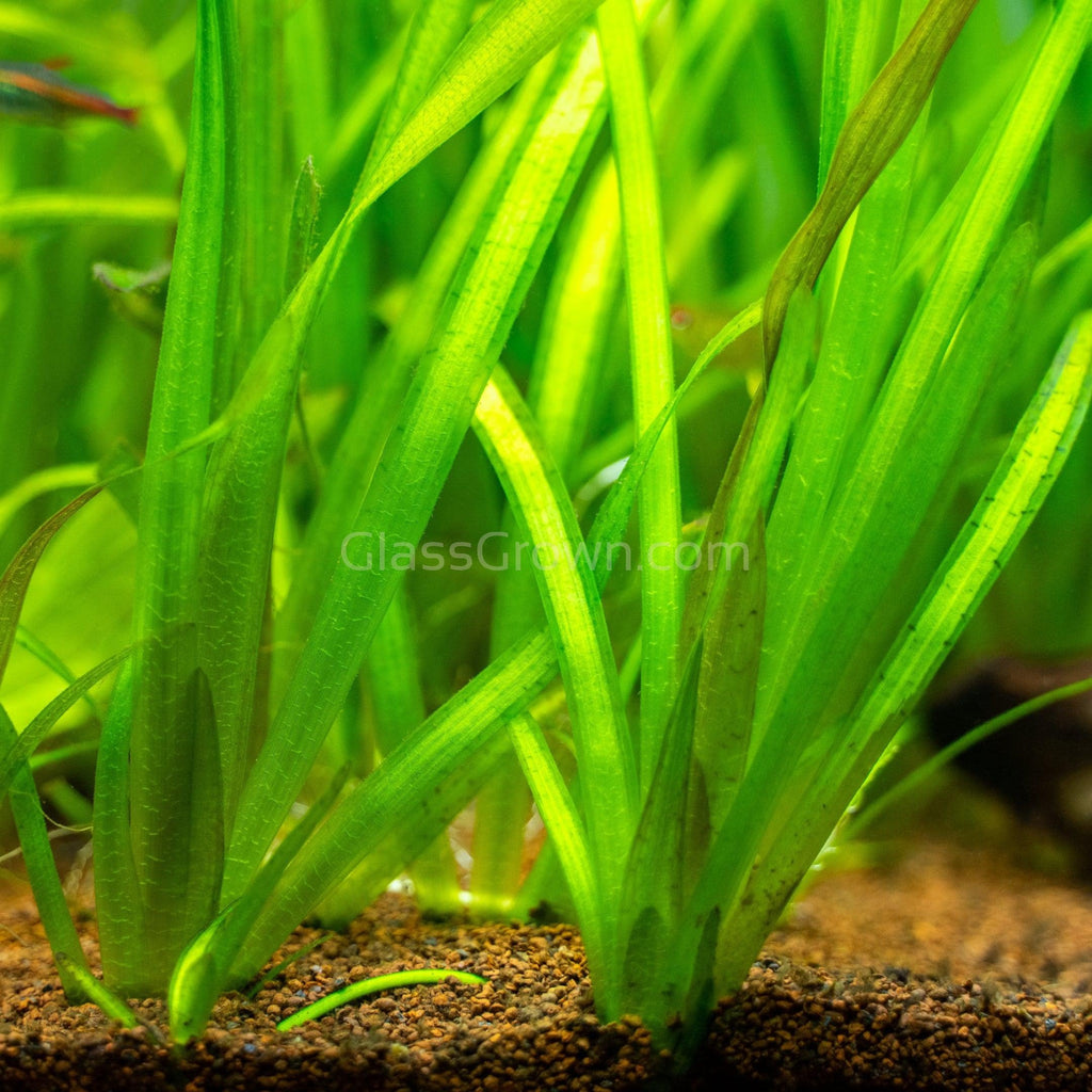 Jungle Vallisneria 3 Pack