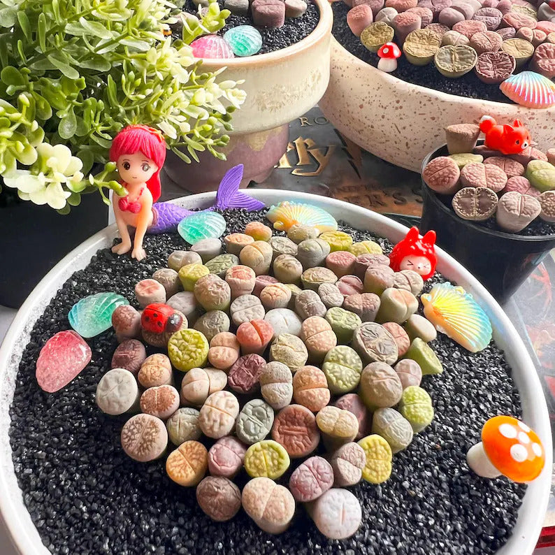 Boutique Large Lithops Random DIY Mix Rare Live Succulents Plants, Bare Root Without Soil & Pot, Plants Lover Gift