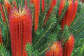 Banksia ericifolia Seeds - Lantern Fireworks "Little Eric" Rare Australian Tree Seeds, Bright Yellow Flowers, 10 Pack