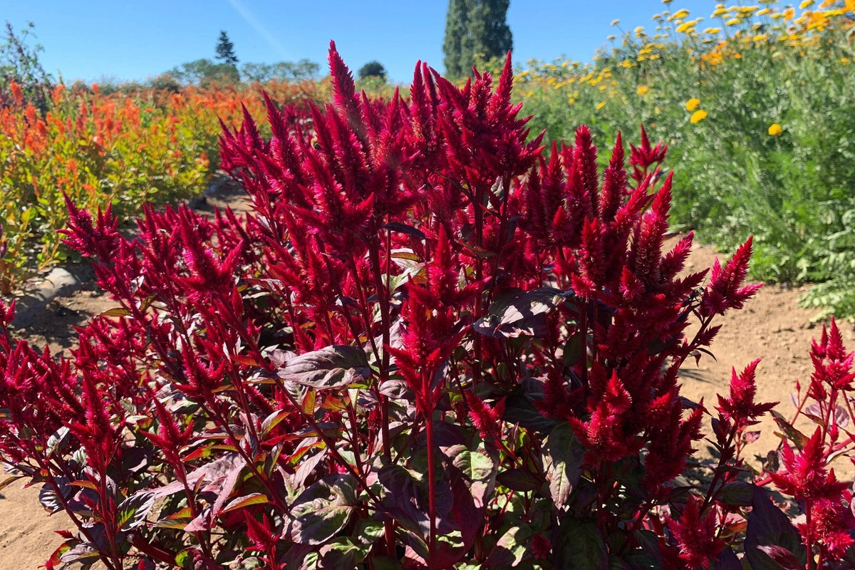 Pampas Plume Mix Celosia Seeds | Non-GMO Flowering Seeds | Vibrant Colors | Celosia argentea Annual Seeds
