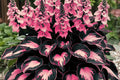 Perennial Hosta Flower Seeds - 200+ Seeds for Shade Garden, Easy Grow, Attracts Pollinators, Hosta spp.