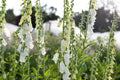 Alba Foxglove Seeds - Digitalis purpurea - Non-GMO Flowering Plant Seeds for Garden, Attracts Pollinators, White Flowers, Easy to Grow