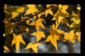 Acer Mono Tree Seeds – Painted Maple, Brilliant Fall Foliage, Ornamental Deciduous Tree, Bonsai, East Asia