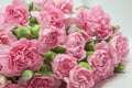 La France Carnation Seeds | Non-GMO Dianthus caryophyllus Flower Seeds for Garden, Borders & Containers