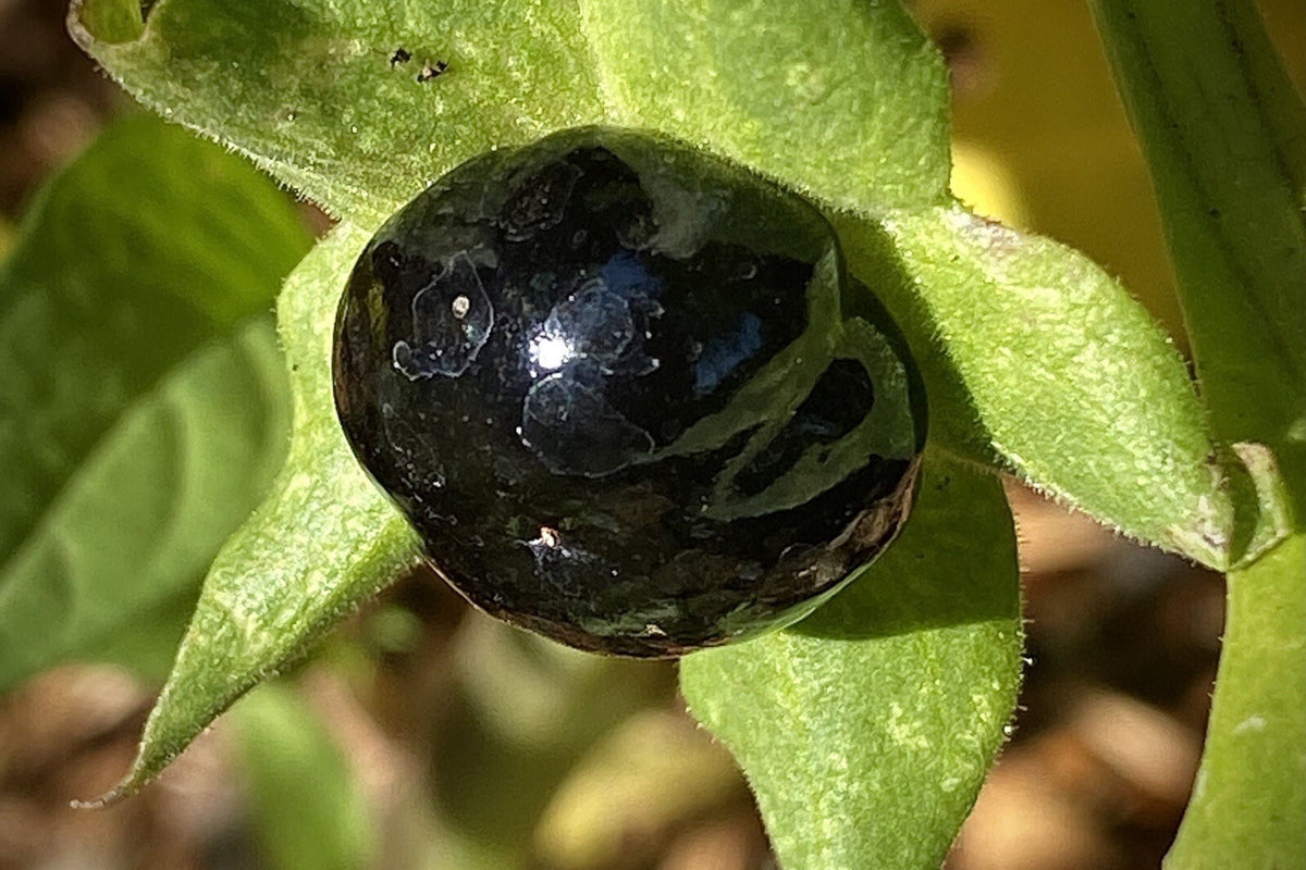 Organic Belladonna Seeds - Atropa Belladonna Deadly Nightshade for Wicca Magic & Herbal Use, 120 Seeds