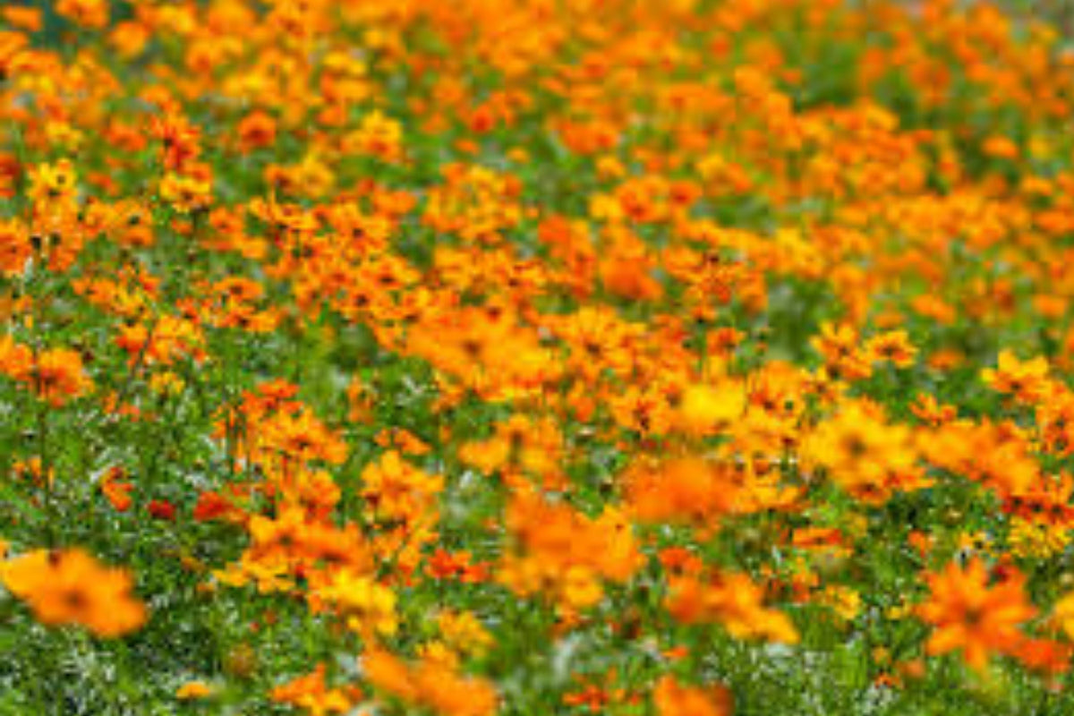 Cosmo Bright Light Flower Seeds | Heirloom Non-GMO | Vibrant Blooming Seeds | Cosmos bipinnatus for Gardens & Borders