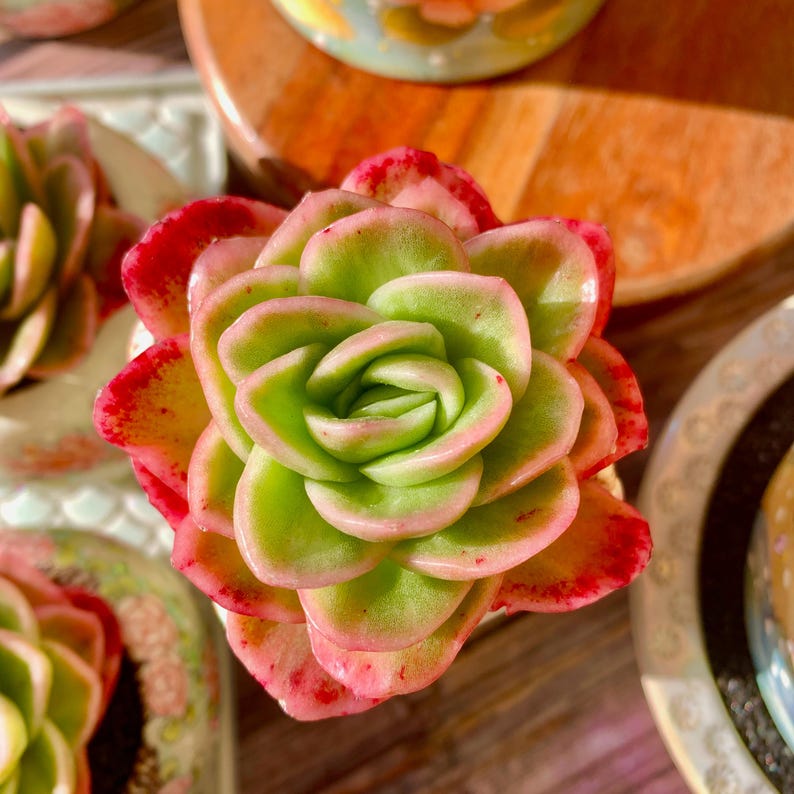 [Mother's Day Gift 💕🎁] A Stunning Rosette Succulent - Echeveria 'Ice Rose' - Naturally Variegated With Pale Green to Icy Pink
