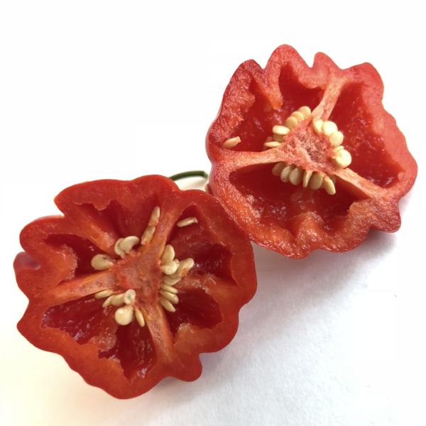 Brazilian Starfish  - Seeds