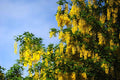 Golden Chain Tree Seeds - Laburnum anagyroides - Bright Yellow Flowering Plant for Gardens & Landscaping
