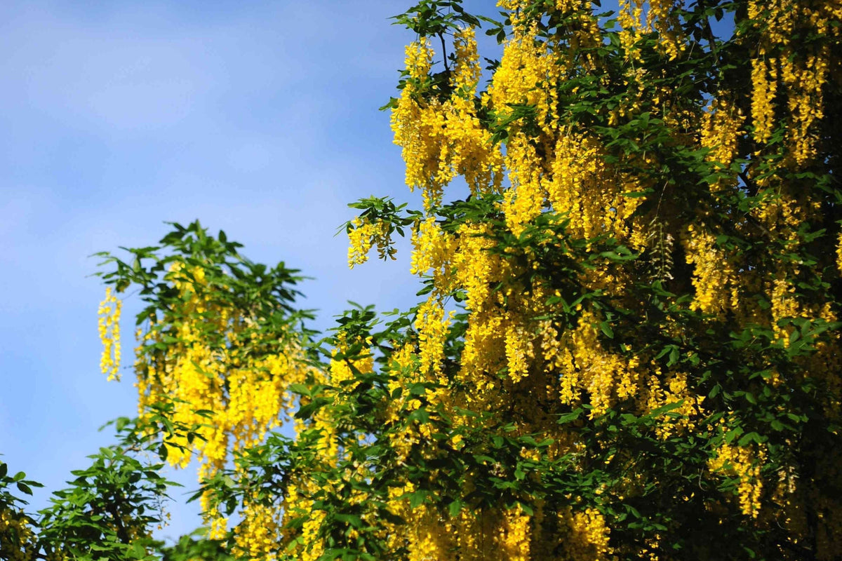 Golden Chain Tree Seeds - Laburnum anagyroides - Bright Yellow Flowering Plant for Gardens & Landscaping