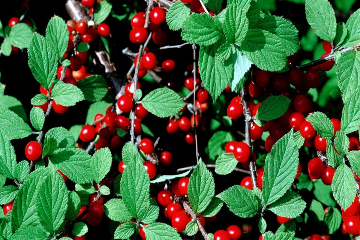 Nanking Chinese Dwarf Cherry Tree Seeds, Prunus tomentosa, Hardy Fruit, Fast Growing, Small Garden Tree, Cherry Seeds, Pollinator Attractant