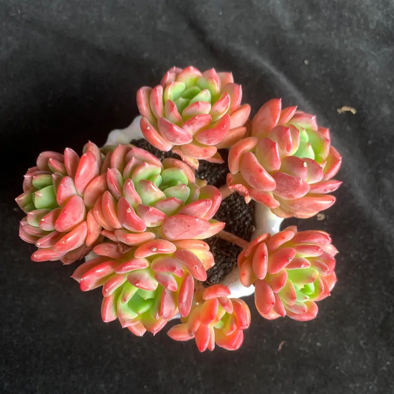 Father's Day Gift: Echeveria 'Fanta' - Rare Vibrant Succulent - Multi-stemed Dense Cluster of Plants