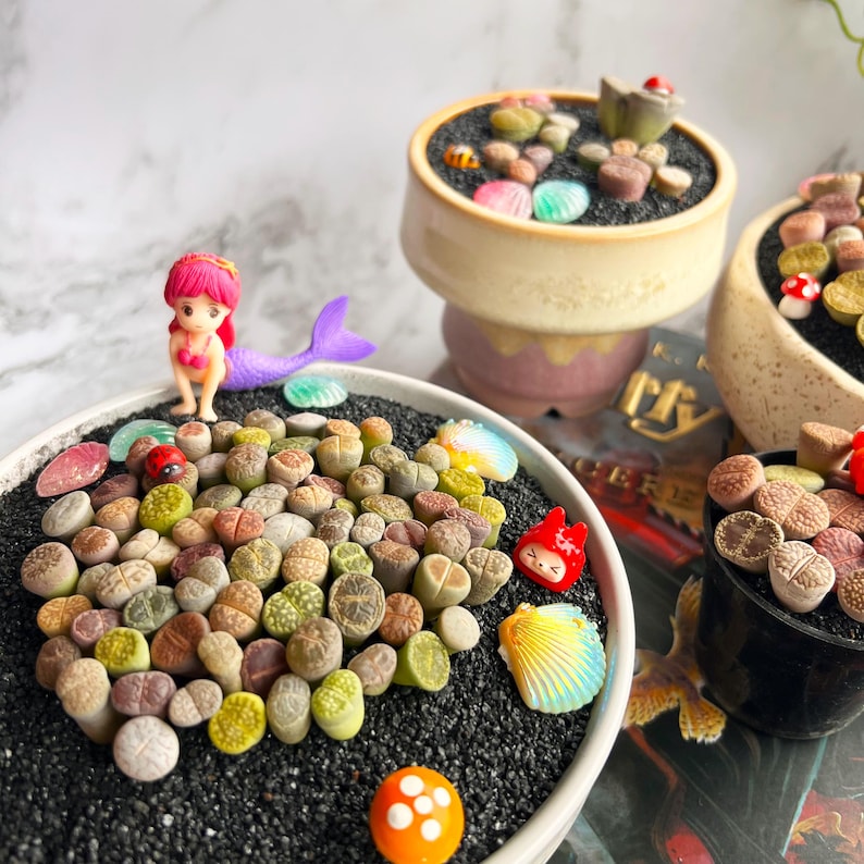 [Subscription Box 🎁✨] Boutique Small Lithops Random DIY Mix Rare Live Plants