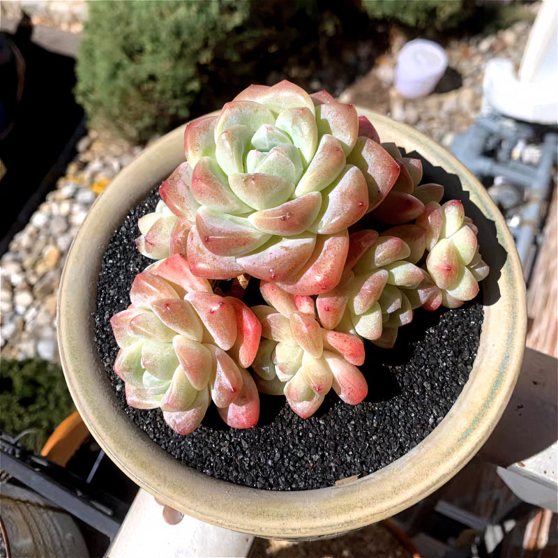 Exact Plant - Rare Echeveria 'Ice Green' - WYSIWYG Live Succulent 1 of 1
