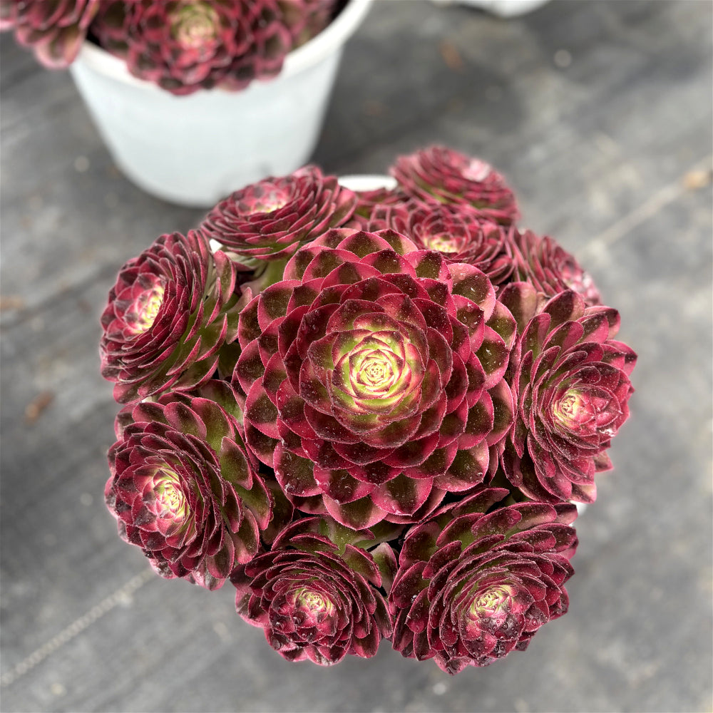 Aeonium 'Great Fortune' Variegata - Extra-Large 8"-10" Diameter - Striking Succulent Mature Shrublet Plant - Famous For Temperature-Driven Color Rosette