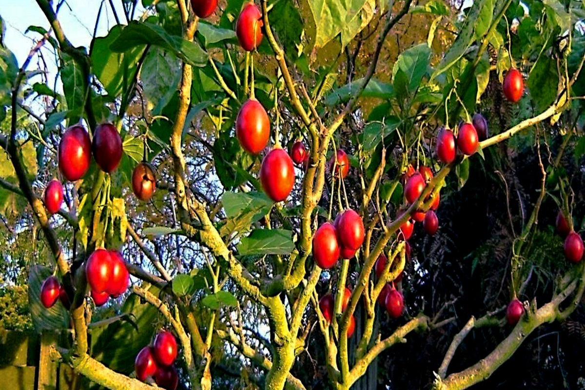 Tamarillo Tree Tomato Seeds – High Yielding Solanum betaceum, Fast Growing, Perennial, Bushy, 10 Seeds