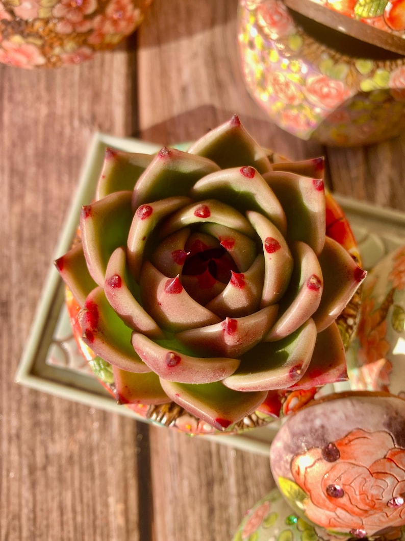 Echeveria Agavoides 'Blue Dragon' - Rare Succulent Striking Single-plant 2"-2.5" Diameter - Known For Resembling Dragon Teeth