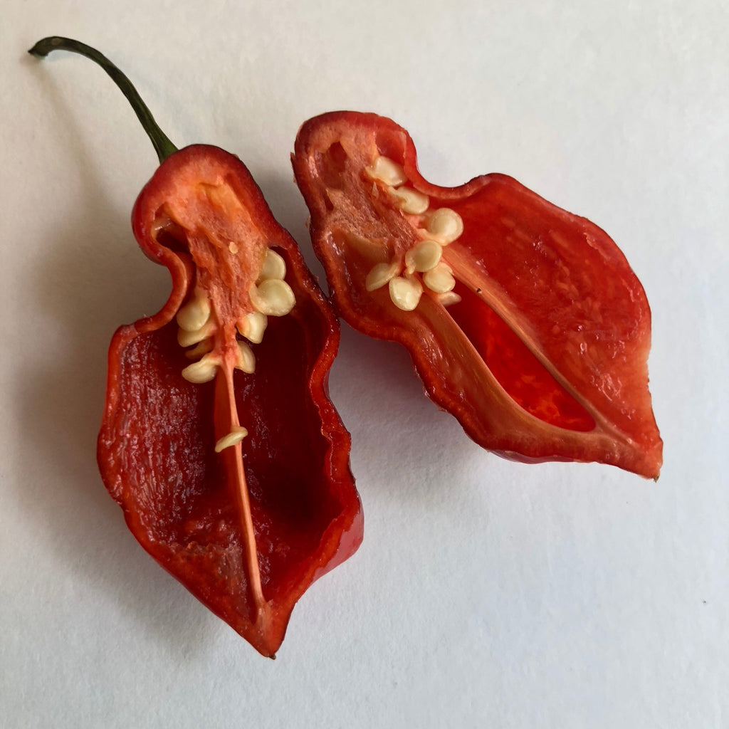 Bhut Jolokia x Pimenta de Neyde - Seeds